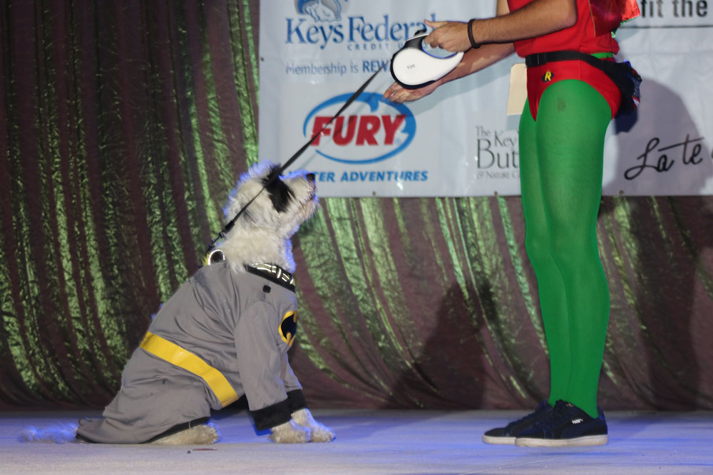 Pet Masquerade 2018 photo - Duval Street, Key West
